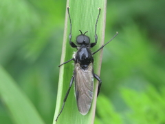 Bibio hortulanus