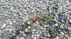 Gryllotalpa orientalis