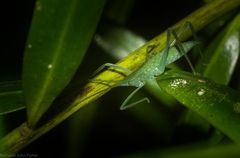 Mastighaphoides haffneri