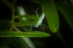 Mastighaphoides haffneri