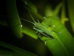 Mastighaphoides haffneri