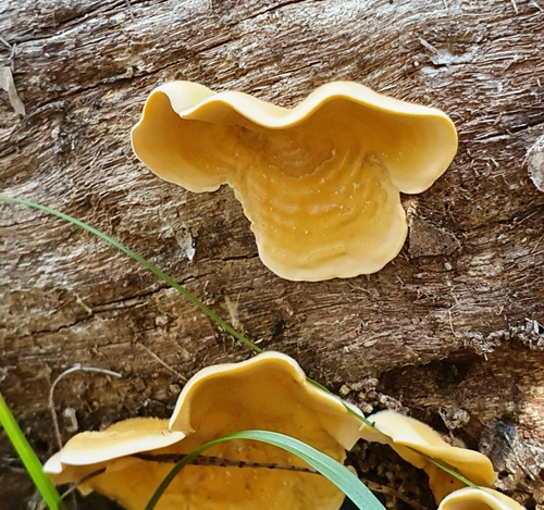 Gauruotoji plutpintė nuotrauka