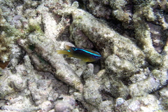 Neoglyphidodon polyacanthus