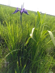 Iris laevigata
