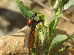 Bibio hortulanus