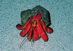 Coenobita perlatus