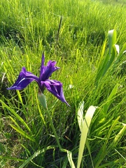 Iris laevigata