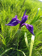 Iris laevigata
