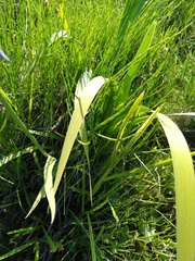 Iris laevigata
