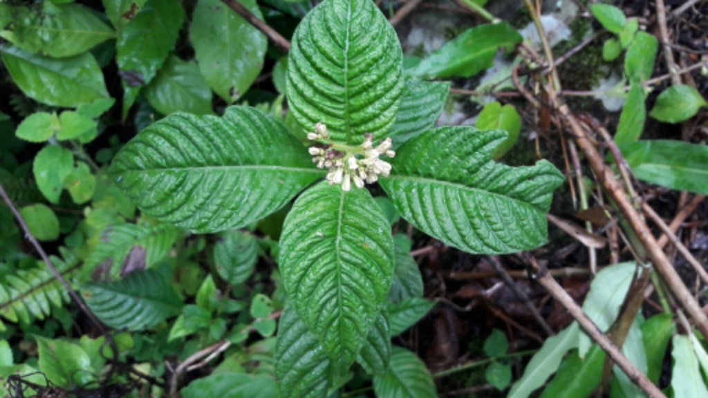 Ophiorrhiza fasciculata