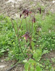 Aquilegia oxysepala