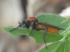 Bibio hortulanus