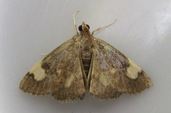 Evergestis unimacula