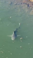 Carcharhinus plumbeus