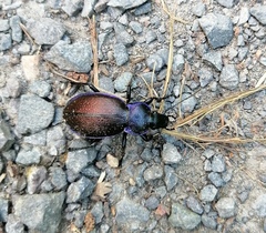 Carabus regalis