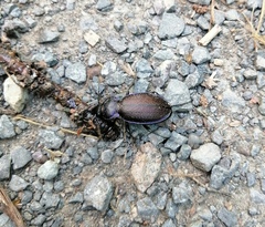 Carabus regalis