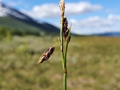 Carex limosa