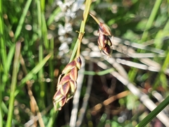 Carex limosa