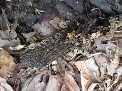 Varanus