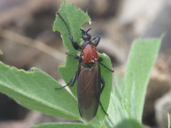 Bibio hortulanus