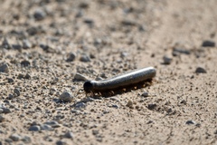 Archispirostreptus gigas