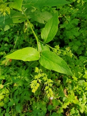 Symphytum × uplandicum