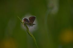 Aricia artaxerxes allous