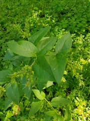 Symphytum × uplandicum