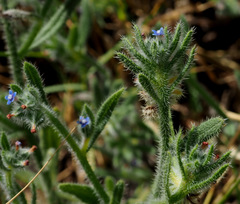 Anchusa aggregata