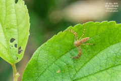 Hamadruas hieroglyphica