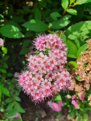 Spiraea japonica