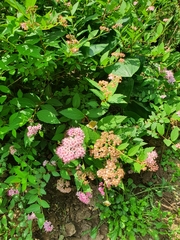 Spiraea japonica