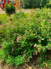 Spiraea japonica