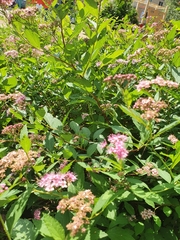Spiraea japonica