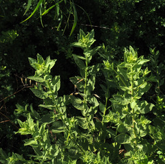 Heterotheca subaxillaris