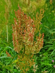 Rumex thyrsiflorus