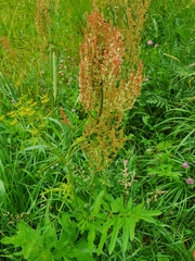 Rumex thyrsiflorus