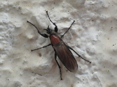 Bibio hortulanus
