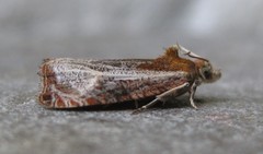 Olethreutes quadrifidum