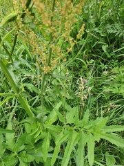 Rumex thyrsiflorus