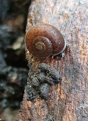 Austrochloritis sydneyensis