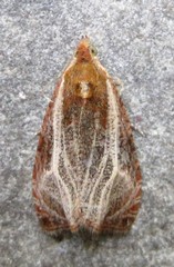 Olethreutes quadrifidum