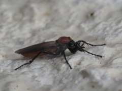 Bibio hortulanus
