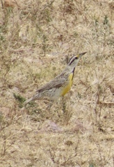 Sturnella magna lilianae