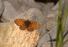 Melitaea deione