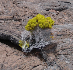 Erica reunionensis image