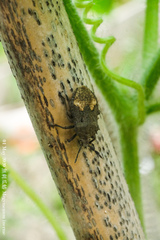 Megymenum brevicorne