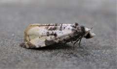 Phalonidia memoranda