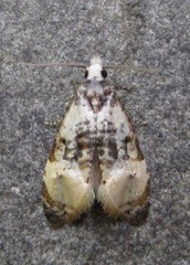 Phalonidia memoranda