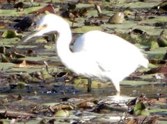 Egretta garzetta nigripes